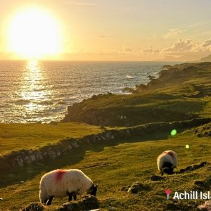 coucher de soleil sur la mer avec prairies verdoyantes et moutons au premier plan