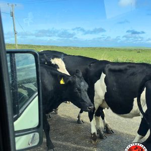vue depuis la fenêtre passager d’un camion sur un troupeau de vaches occupant toute la route