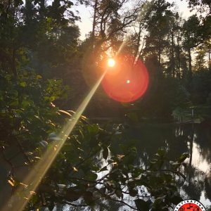 rayon de soleil couchant à travers les feuillages d'une forêt dense et point d'eau en second plan