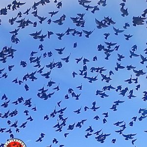 détail d'une nuée d'oiseaux volant dans le ciel bleu