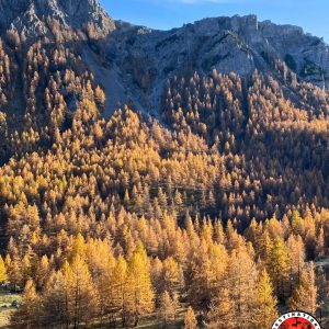 lumière rasante sur une forêt de mélèzes oranges en automne et montagne en arrière-plan