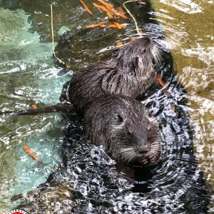 Observation de ragondins ou myocastors dans l'eau lors d'une visite sur l'Île d'Oléron