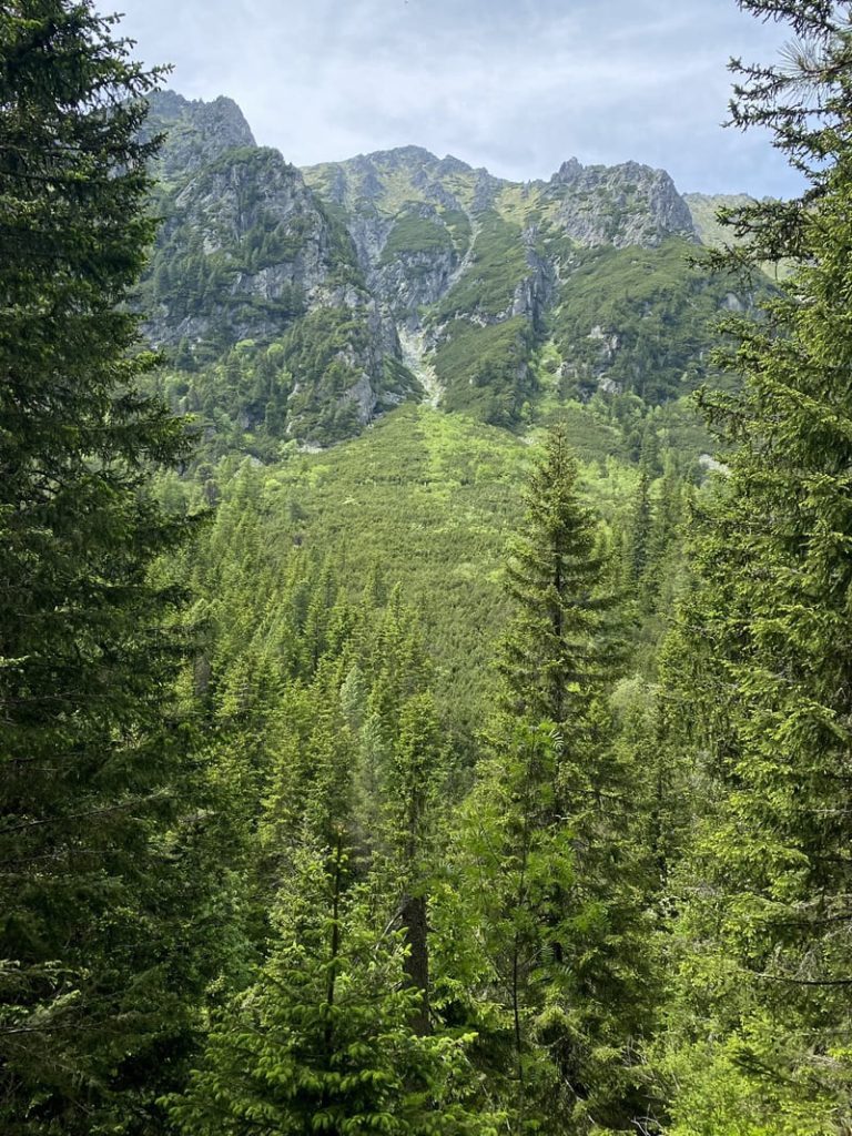 Une forêt dense de pins au pied des sommets montagneux des Hautes Tatras en Slovaquie.