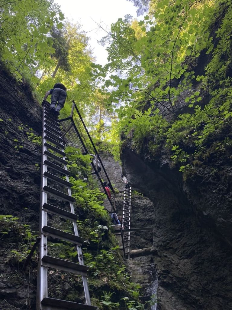 Une longue échelle métallique permettant de grimper à travers les parois rocheuses et boisées du Paradis Slovaque.