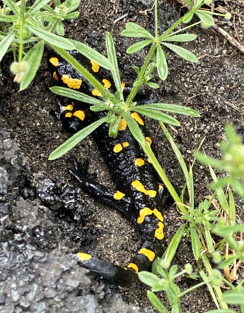 Une salamandre tachetée noire et jaune au milieu de la végétation en Slovaquie.